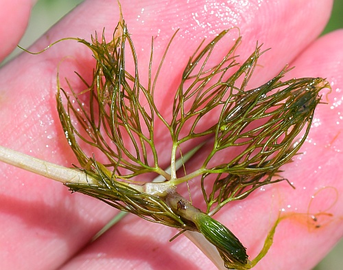 Ranunculus_aquatilis_leaf.jpg