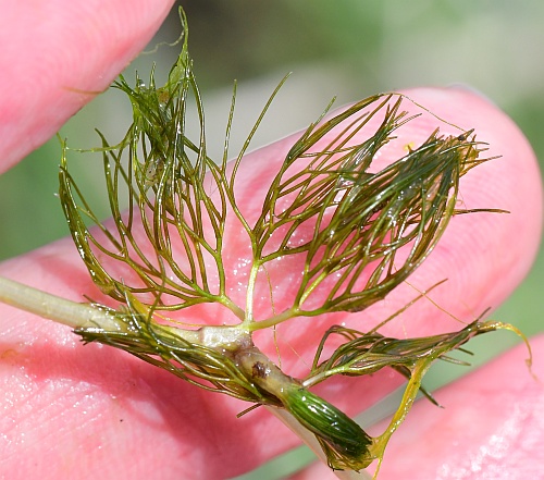 Ranunculus_aquatilis_leafb.jpg