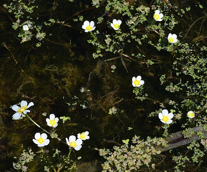 Ranunculus_aquatilis_plant.jpg