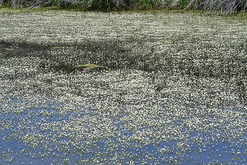 Ranunculus_aquatilis_population.jpg