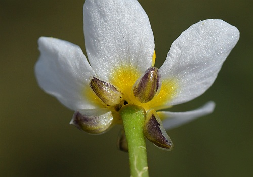 Ranunculus_aquatilis_sepals.jpg