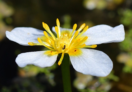 Ranunculus_aquatilis_stamens.jpg