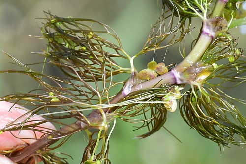 Ranunculus_aquatilis_stem.jpg