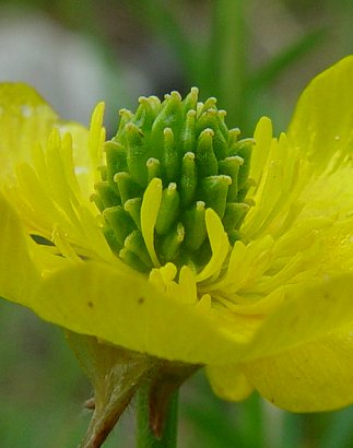 Ranunculus_bulbosus_achenes.jpg