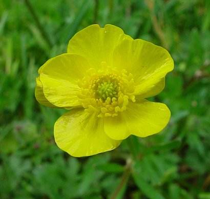 Ranunculus_bulbosus_flower.jpg