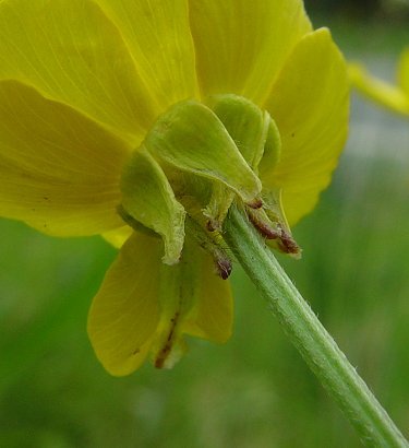 Ranunculus_bulbosus_sepals.jpg