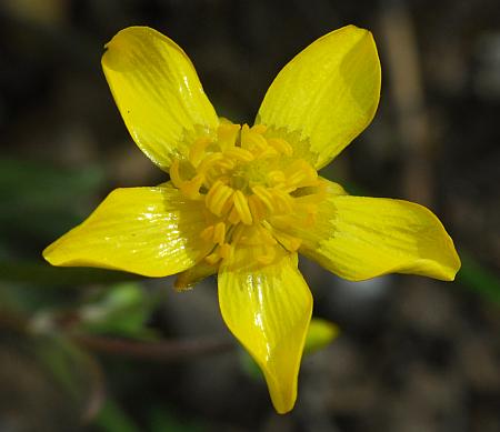 Ranunculus_fascicularis_corolla.jpg