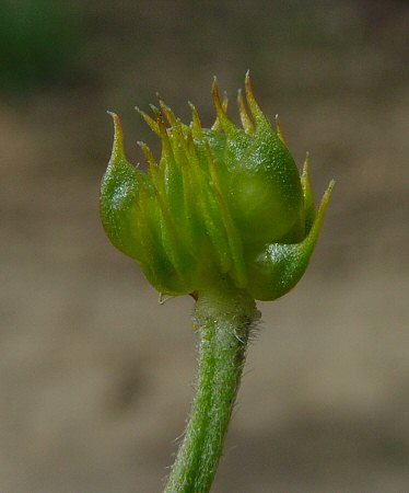 Ranunculus_fascicularis_fruit.jpg