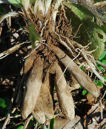 Ranunculus_fascicularis_roots.jpg