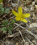 Ranunculus fascicularis thumbnail