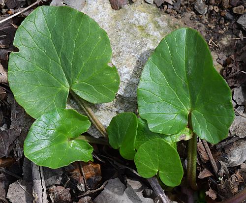 Ranunculus_ficaria_basals.jpg