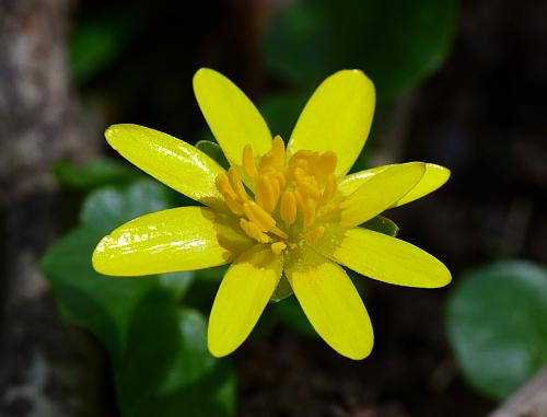 Ranunculus_ficaria_corolla.jpg