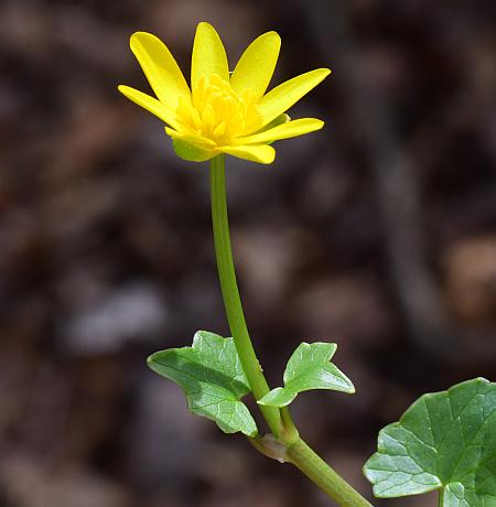 Ranunculus_ficaria_inflorescence.jpg