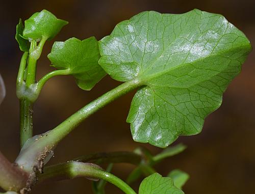 Ranunculus_ficaria_leaf2.jpg