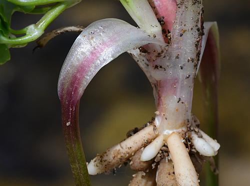 Ranunculus_ficaria_petiole.jpg