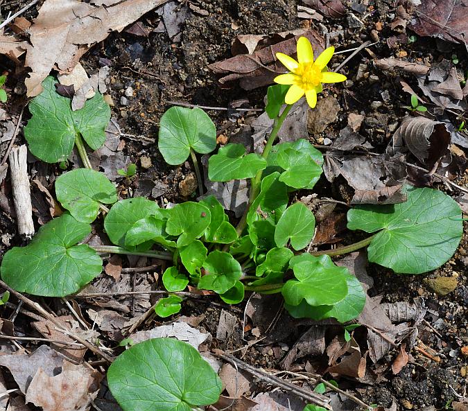 Ranunculus_ficaria_plant.jpg