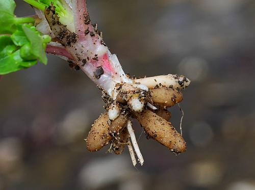 Ranunculus_ficaria_roots.jpg