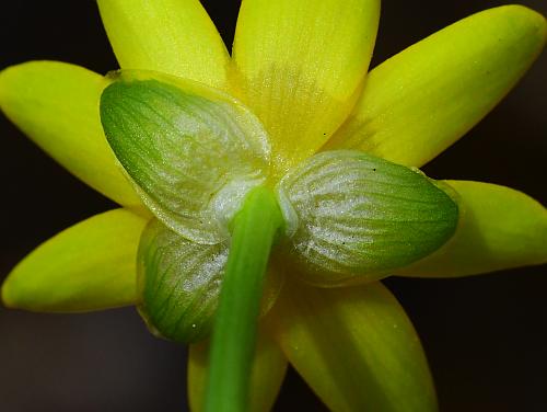 Ranunculus_ficaria_sepals.jpg