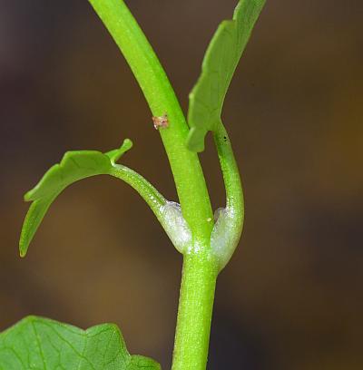 Ranunculus_ficaria_stem.jpg