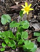 Ranunculus ficaria thumbnail