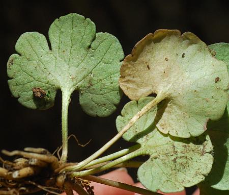 Ranunculus_harveyi_basals2.jpg