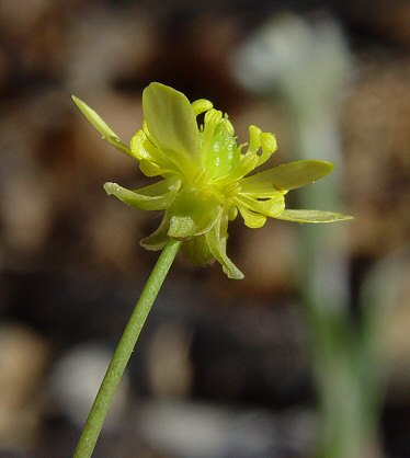 Ranunculus_harveyi_calyx.jpg