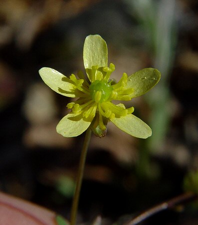 Ranunculus_harveyi_flower.jpg