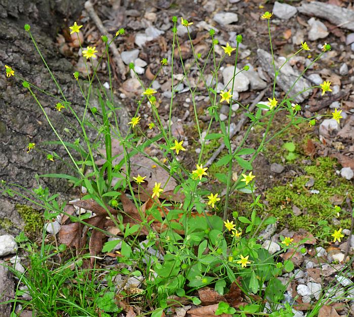 Ranunculus_harveyi_plant.jpg