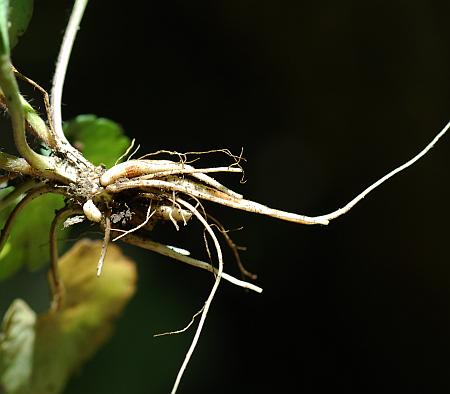 Ranunculus_harveyi_roots.jpg