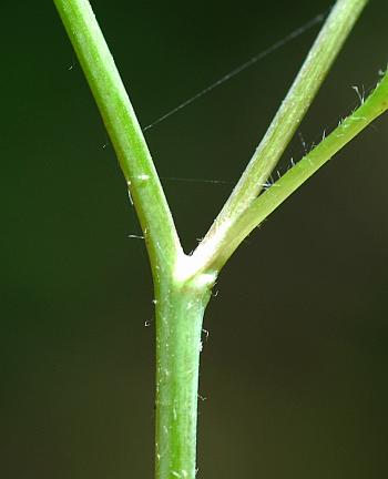 Ranunculus_harveyi_stem.jpg