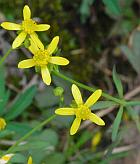 Ranunculus harveyi thumbnail