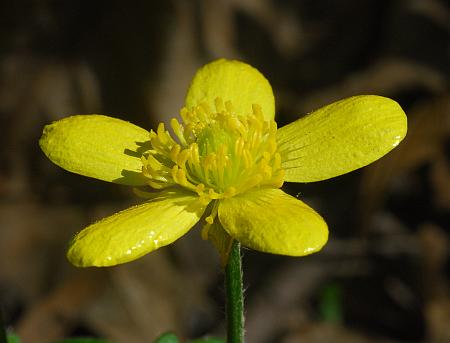 Ranunculus_hispidus_flower2.jpg