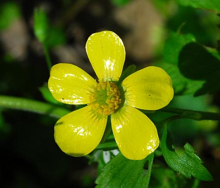 Ranunculus_hispidus_flower3.jpg