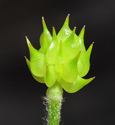 Ranunculus_hispidus_fruits.jpg