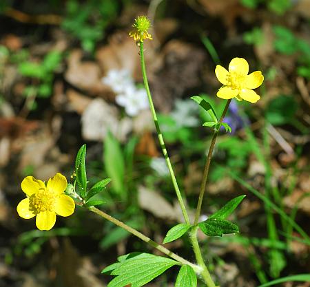 Ranunculus_hispidus_inflorescence.jpg