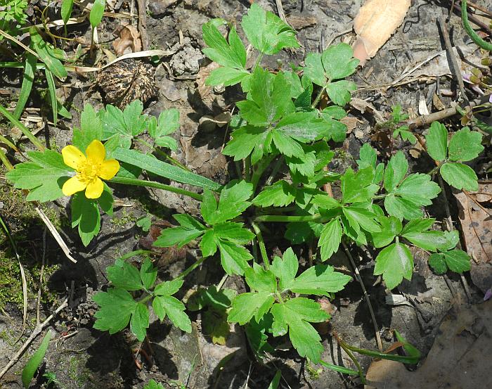 Ranunculus_hispidus_plant2.jpg