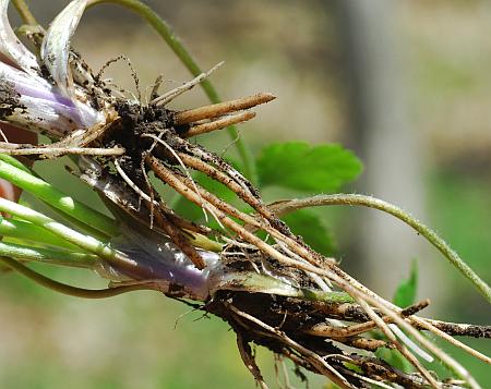 Ranunculus_hispidus_roots.jpg