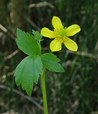 Ranunculus hispidus thumbnail