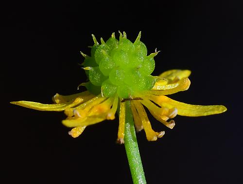 Ranunculus_laxicaulis_flower4.jpg