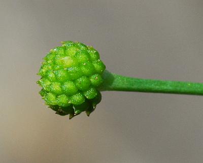 Ranunculus_laxicaulis_fruits.jpg