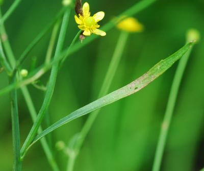 Ranunculus_laxicaulis_leaf.jpg