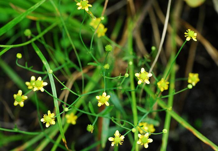 Ranunculus_laxicaulis_plant.jpg