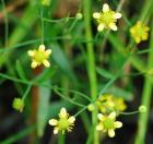 Ranunculus laxicaulis thumbnail