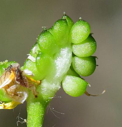 Ranunculus_micranthus_achenes.jpg