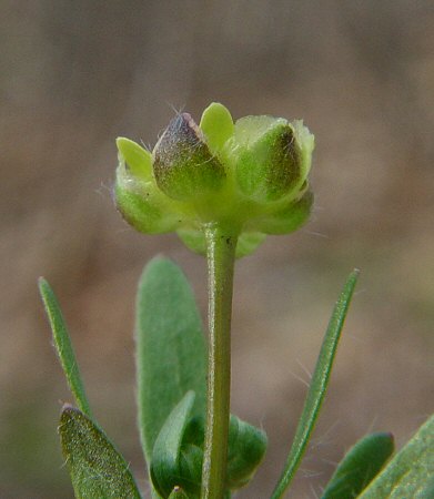 Ranunculus_micranthus_calyx.jpg