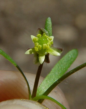 Ranunculus_micranthus_flower.jpg