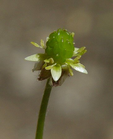 Ranunculus_micranthus_flower2.jpg