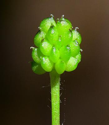 Ranunculus_micranthus_fruits.jpg