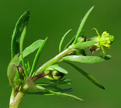 Ranunculus_micranthus_inflorescence.jpg
