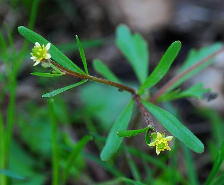 Ranunculus_micranthus_inflorescence2.jpg